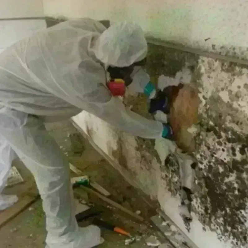 Mold Remediation and Removal in Nueces County, TX